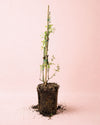 Jasminum Officinale – Jazmín Común Mini - Pur Plant