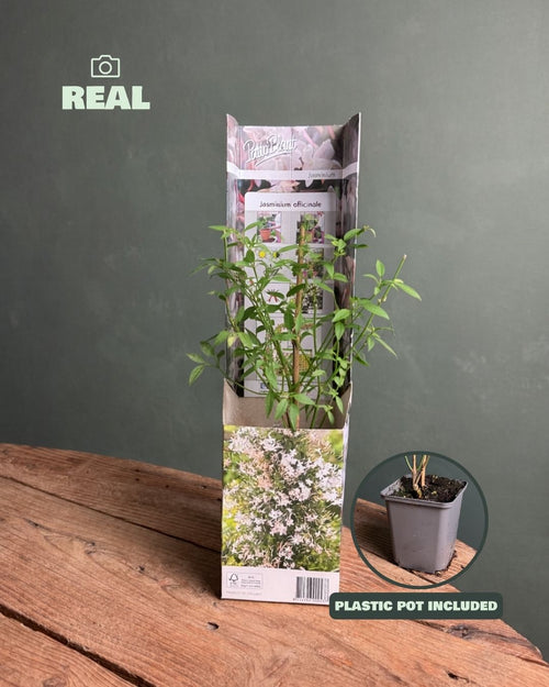 Jasminum Officinale – Jazmín Común Mini - Pur Plant