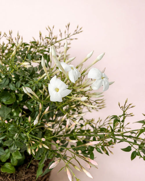 Jasminum Polyanthum – Jazmín Chino M - Pur Plant