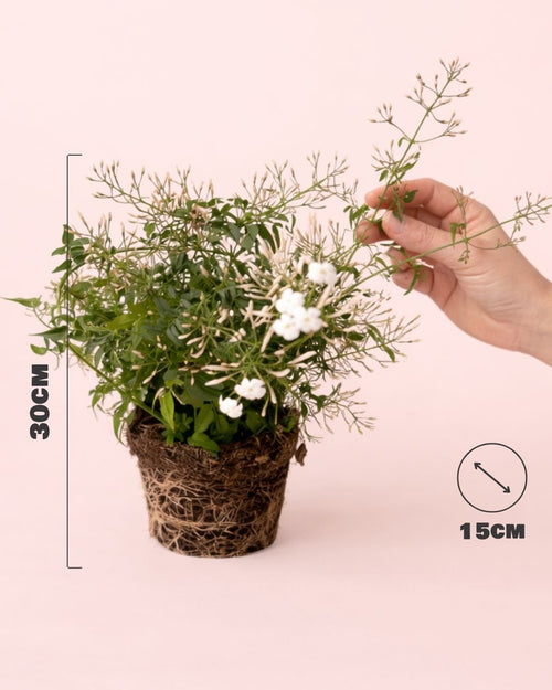 Jasminum Polyanthum – Jazmín Chino M - Pur Plant