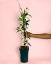 Jazmín de Estrella – Trachelospermum Jasminoides L - Pur Plant