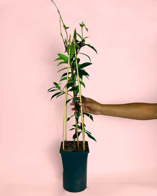 Jazmín de Estrella – Trachelospermum Jasminoides L - Pur Plant