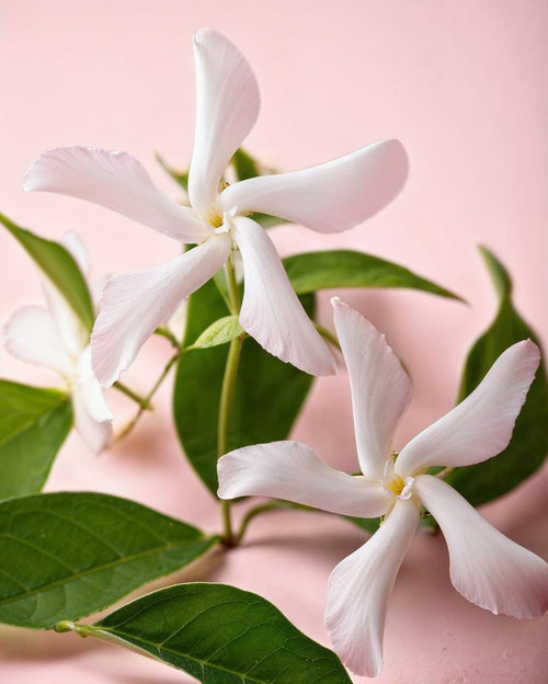 Jazmín de Estrella – Trachelospermum Jasminoides L - Pur Plant