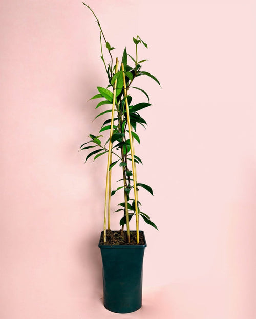 Jazmín de Estrella – Trachelospermum Jasminoides L - Pur Plant