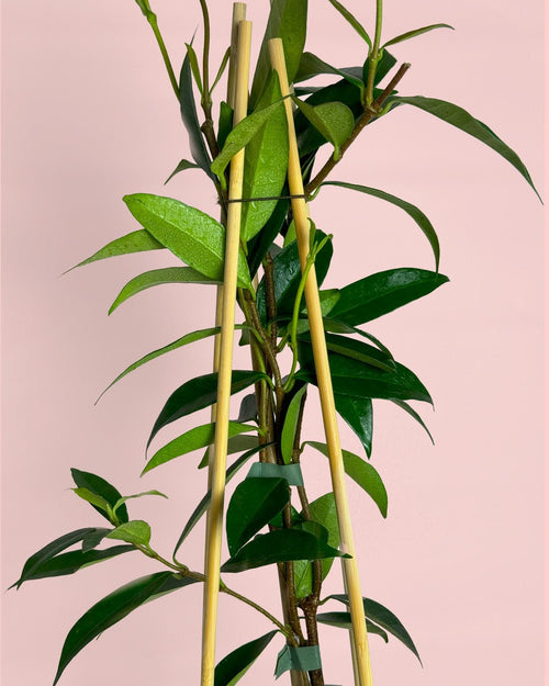 Jazmín de Estrella – Trachelospermum Jasminoides L - Pur Plant