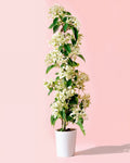 Jazmín de Estrella – Trachelospermum Jasminoides L