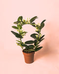 Jazmín de Madagascar – Stephanotis floribunda M