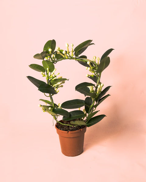 Jazmín de Madagascar – Stephanotis floribunda M