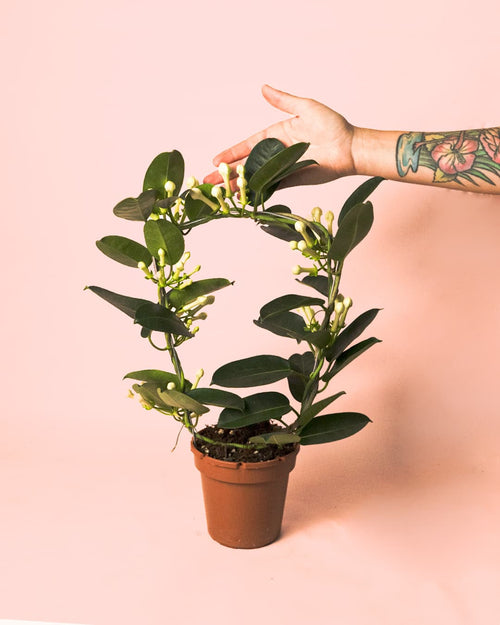 Jazmín de Madagascar – Stephanotis floribunda M - Pur Plant