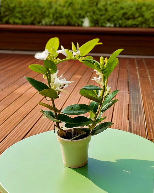 Jazmín de Madagascar – Stephanotis floribunda M - Pur Plant