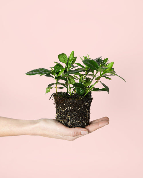 Jazminero Blanco Mini - Pur Plant