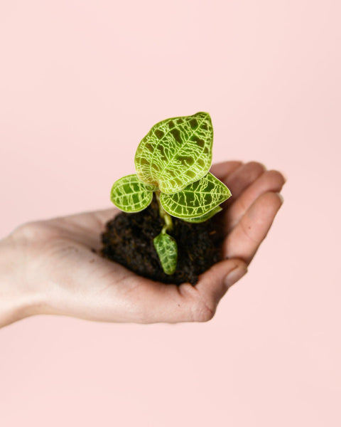 Macodes Petola Jewel Orchid  Mini