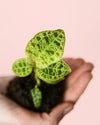 Jewel Orchid Macodes Petola Mini - Pur Plant