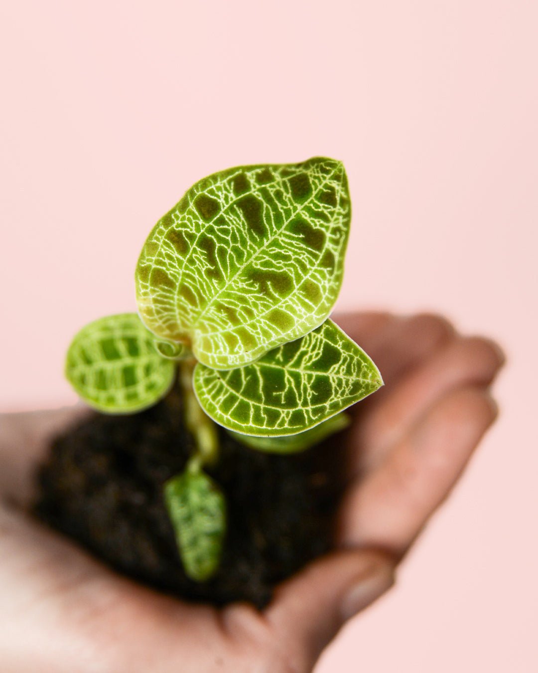 Jewel Orchid Macodes Petola Mini - Pur Plant