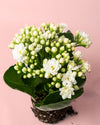 Kalanchoe Calendiva Blanco Mini - Pur Plant