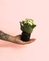 Kalanchoe Calendiva Blanco Mini - Pur Plant