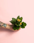 Kalanchoe Calendiva Naranja Mini
