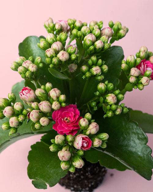 Kalanchoe Calendiva Rosa Mini - Pur Plant