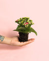 Kalanchoe Calendiva Rosa Mini - Pur Plant