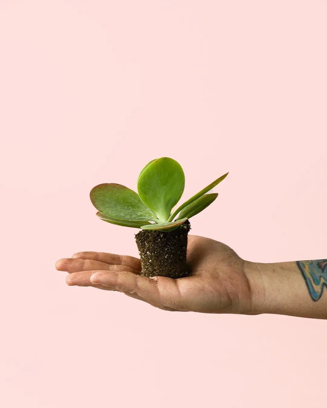 Kalanchoe Thyrsiflora Mini - Pur Plant