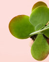 Kalanchoe Thyrsiflora Mini - Pur Plant