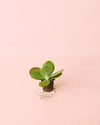 Kalanchoe Thyrsiflora Mini - Pur Plant
