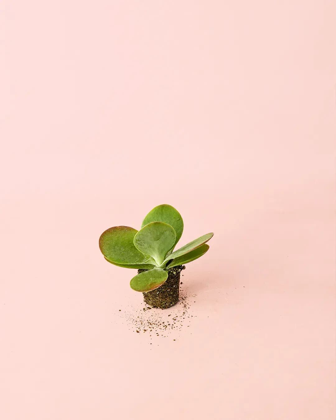 Kalanchoe Thyrsiflora Mini - Pur Plant