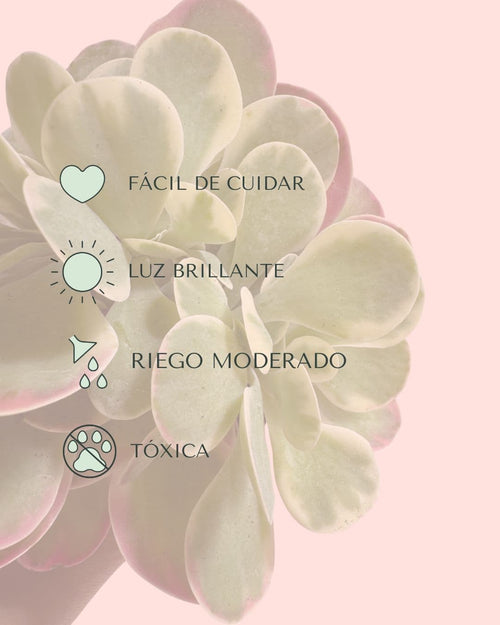 Kalanchoe Thyrsiflora Variegada Mini - Pur Plant