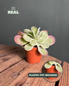 Kalanchoe Thyrsiflora Variegada Mini - Pur Plant