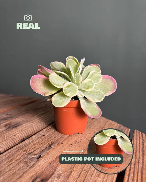 Kalanchoe Thyrsiflora Variegada Mini - Pur Plant
