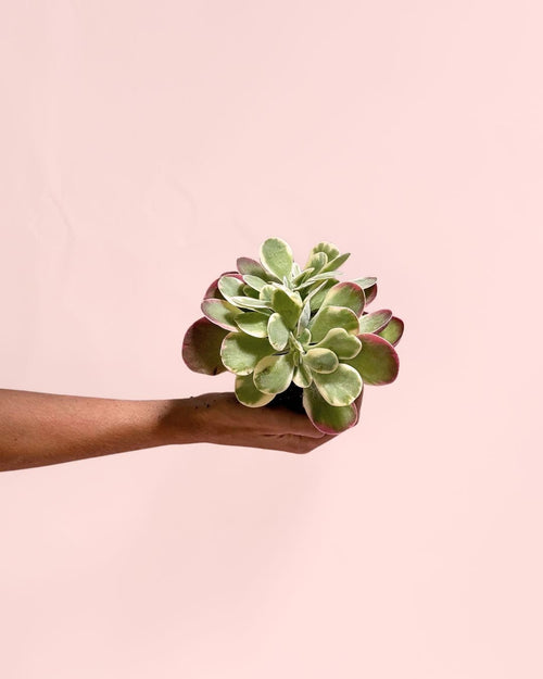 Kalanchoe Thyrsiflora Variegada Mini - Pur Plant