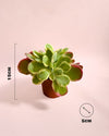Kalanchoe Thyrsiflora Variegada Mini - Pur Plant
