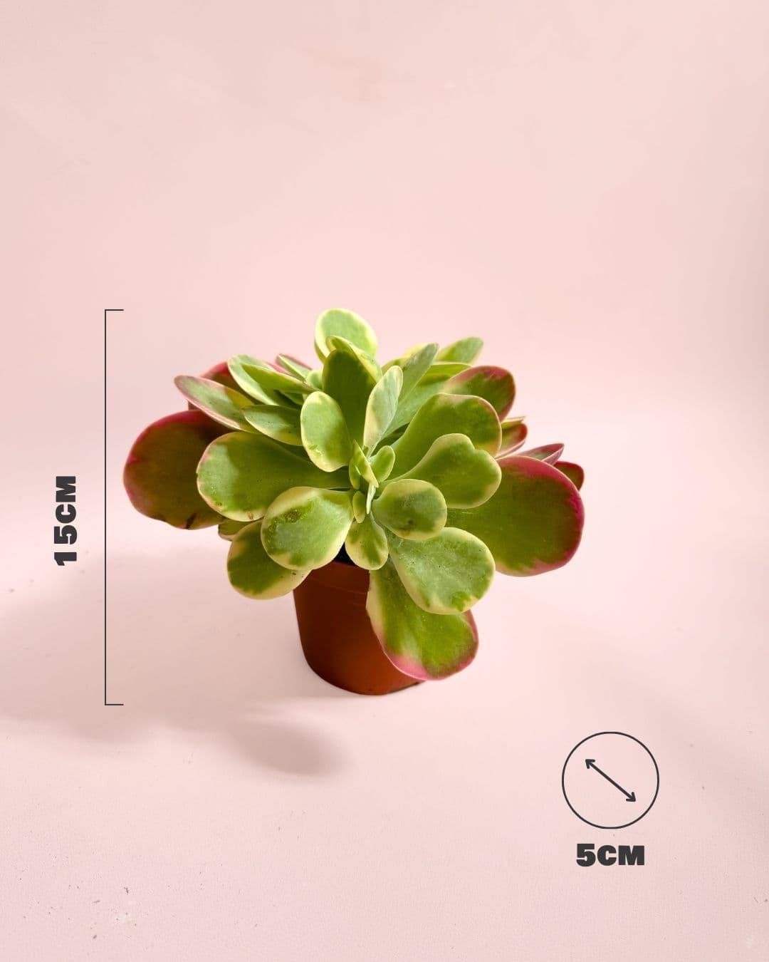 Kalanchoe Thyrsiflora Variegada Mini - Pur Plant