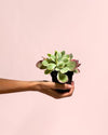 Kalanchoe Thyrsiflora Variegada Mini - Pur Plant