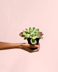 Kalanchoe Thyrsiflora Variegada Mini