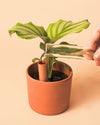 Kit 5x Mini Tubos Autorriego Terracota - Pur Plant