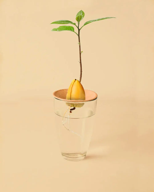 Kit de Germinación para Aguacate - Pur Plant