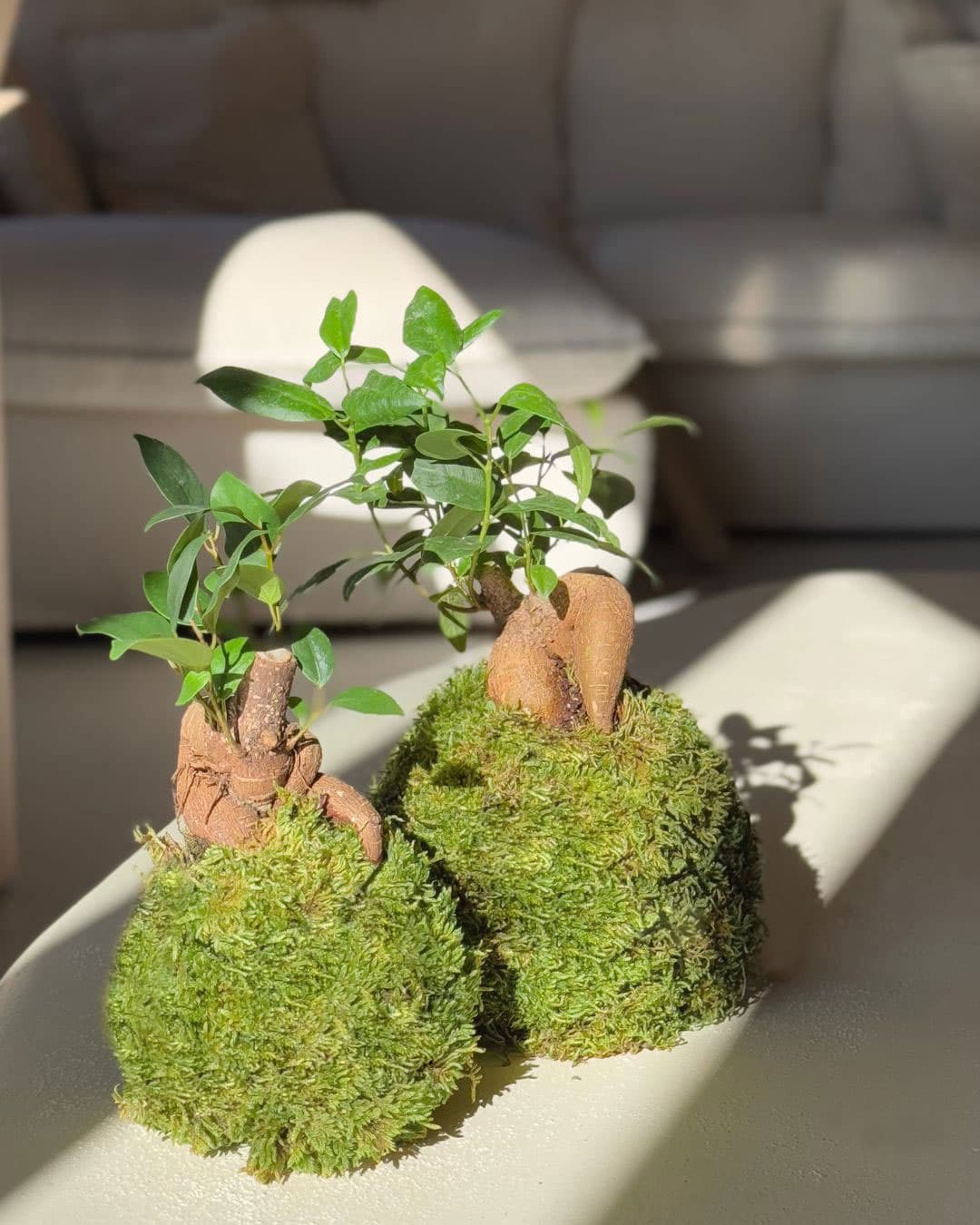 Kit Kokedama Ficus Ginseng - Pur Plant