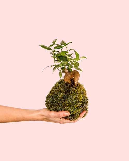 Kit Kokedama Ficus Ginseng - Pur Plant