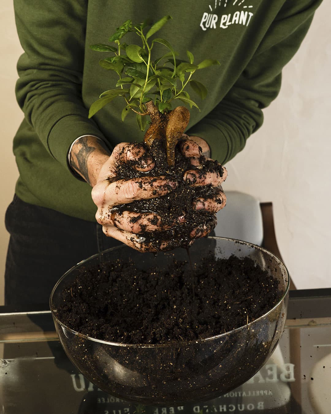 Kit Kokedama Ficus Ginseng - Pur Plant