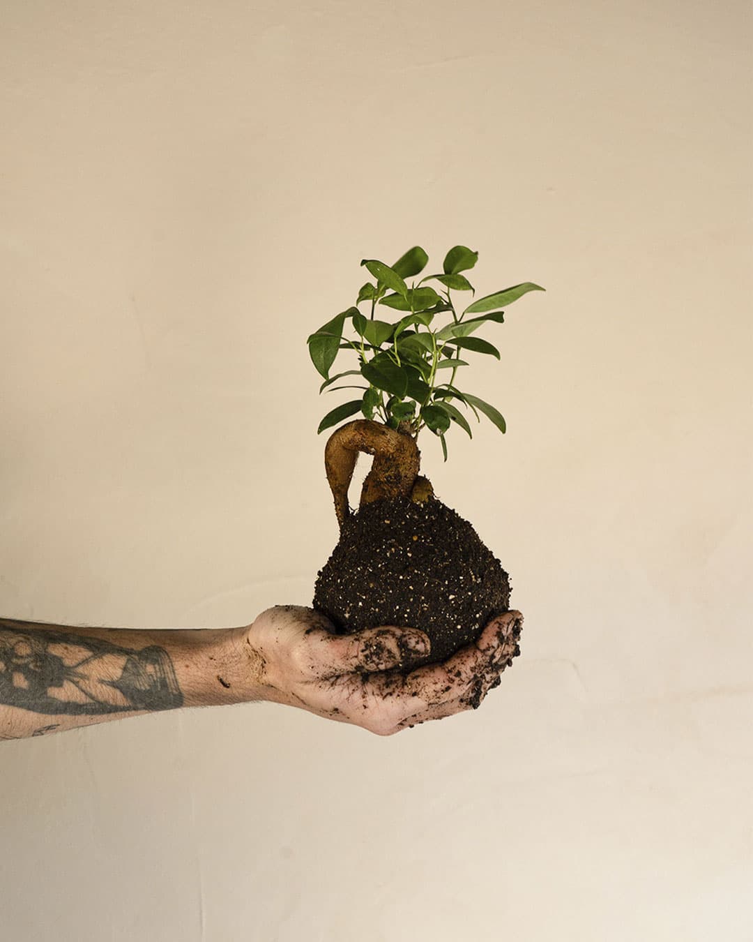 Kit Kokedama Ficus Ginseng - Pur Plant