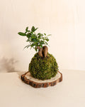Kit Kokedama Ficus Ginseng