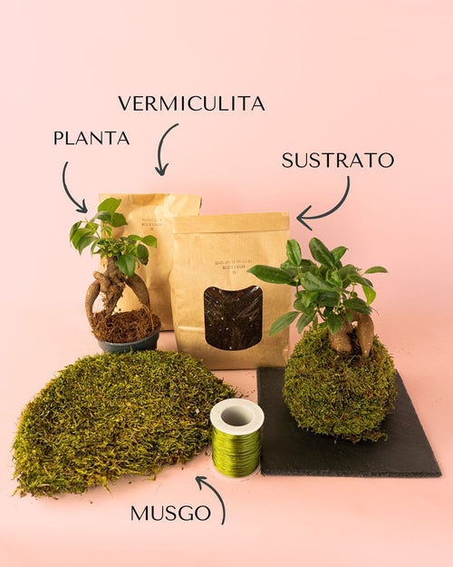 Kit Kokedama Ficus Ginseng - Pur Plant