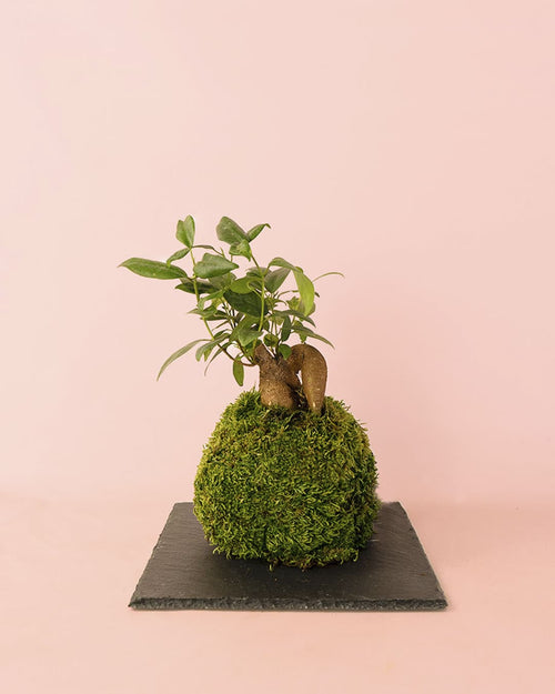 Kit Kokedama Ficus Ginseng - Pur Plant