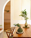Kit Kokedama Ficus Ginseng - Pur Plant
