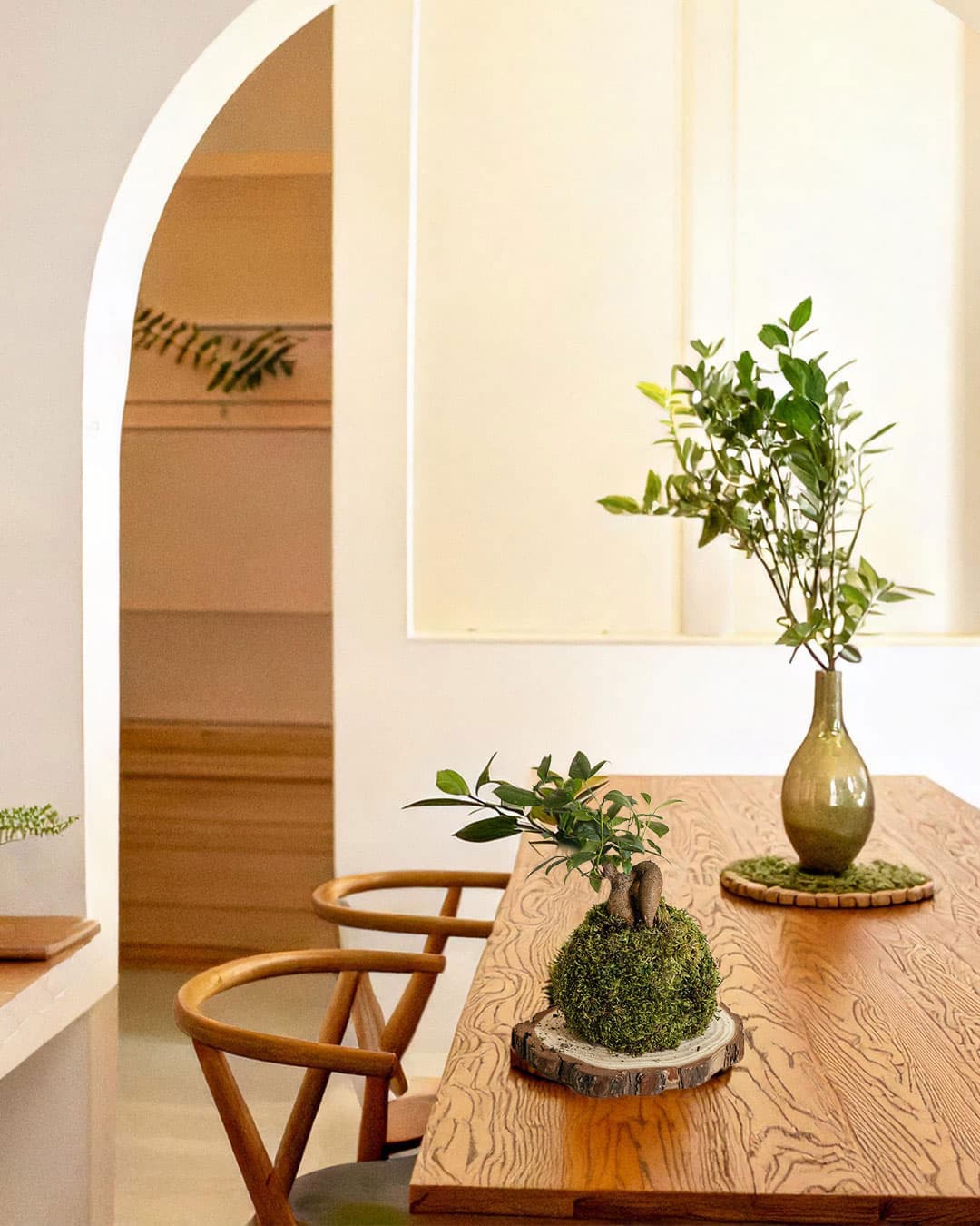 Kit Kokedama Ficus Ginseng - Pur Plant