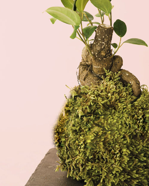 Kit Kokedama Ficus Ginseng - Pur Plant