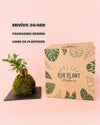 Kit Kokedama Ficus Ginseng - Pur Plant