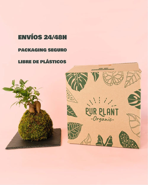Kit Kokedama Ficus Ginseng - Pur Plant