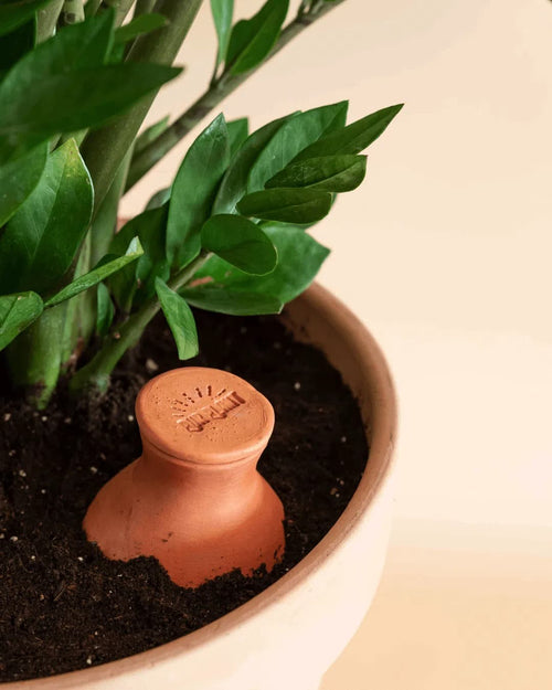 Kit 5x Ollas Autorriego Terracota 350 ml